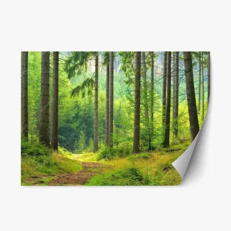 Pegatina reposicionable sendero sereno en bosque de pinos – Pixers®
