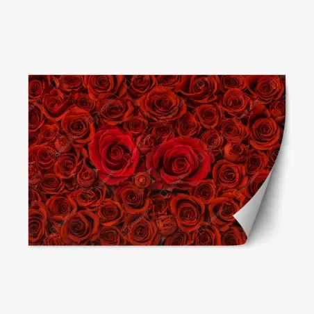 Pegatina reposicionable composición de rosas rojas – Pixers®