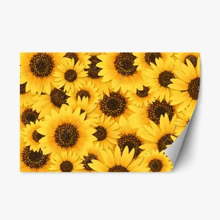 Pegatina reposicionable mosaico de girasoles radiantes – Pixers®
