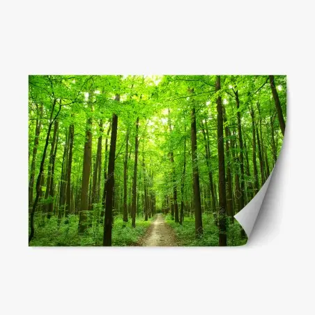 Pegatina reposicionable sendero sereno en bosque verde – Pixers®