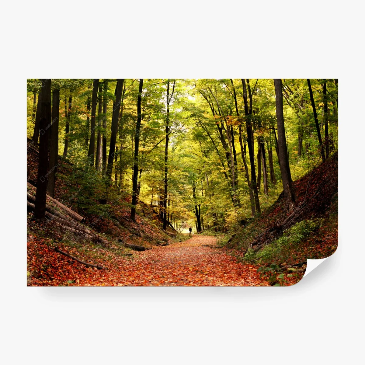 Fotomural sendero otoñal en el bosque – Pixers® Fotomural sendero otoñal en el bosque – Pixers®