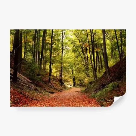 Fotomural sendero otoñal en el bosque – Pixers®