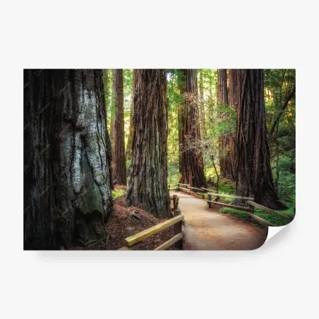 Fotomural sendero entre secuoyas gigantes – Pixers®