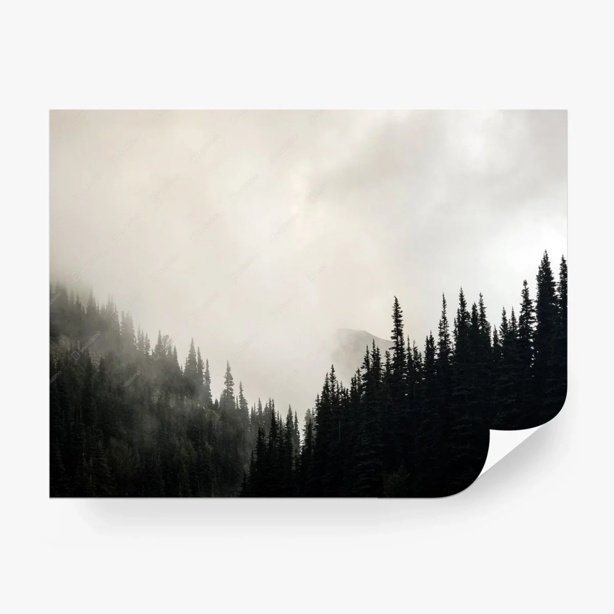 Fotomural bosque envuelto en niebla de tonos sobrios – Pixers® Fotomural bosque envuelto en niebla de tonos sobrios – Pixers®