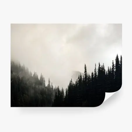 Fotomural bosque envuelto en niebla de tonos sobrios – Pixers®