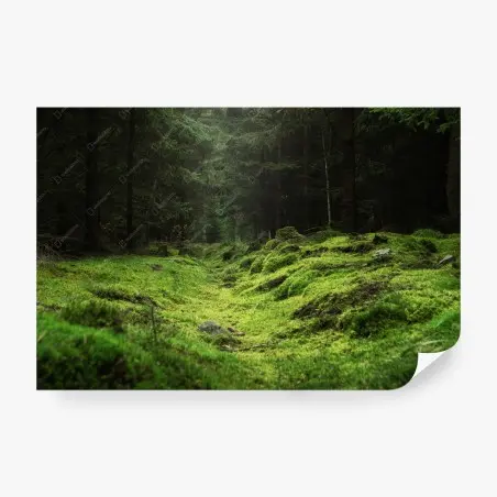 Fotomural sendero cubierto de musgo en bosque – Pixers®