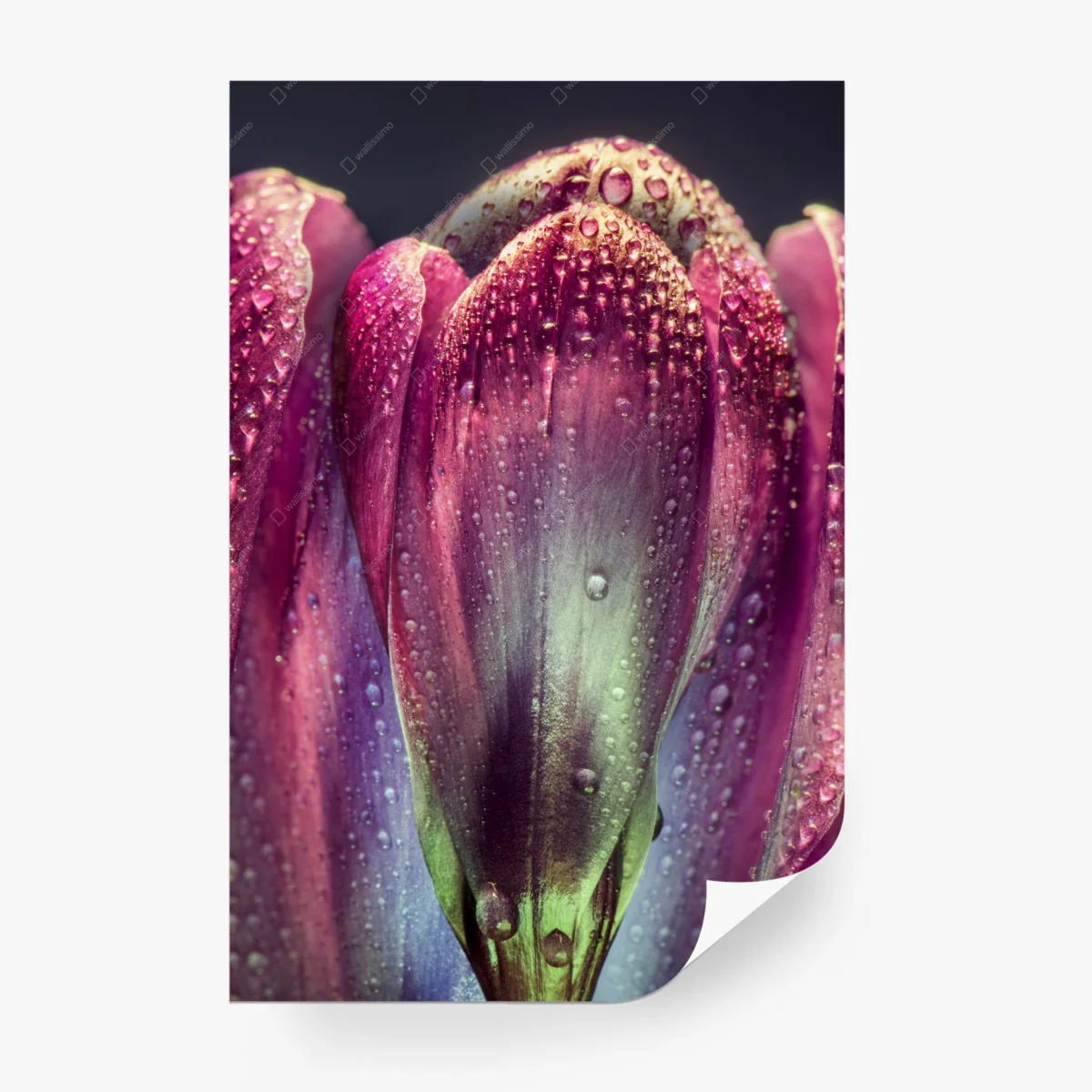 Fotomural capullo púrpura con gotas de rocío – Pixers® Fotomural capullo púrpura con gotas de rocío – Pixers®
