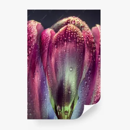 Fotomural capullo púrpura con gotas de rocío – Pixers®