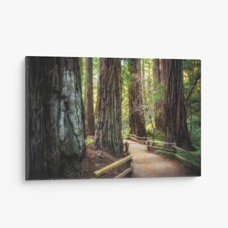 Cuadro en lienzo sendero entre secuoyas gigantes – Pixers®