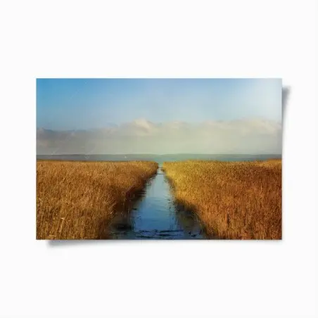 Póster canal entre juncos dorados – Pixers®