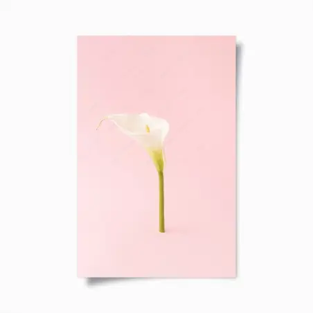 Póster cala blanca minimalista sobre fondo rosa – Pixers®