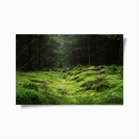 Póster sendero cubierto de musgo en bosque – Pixers®