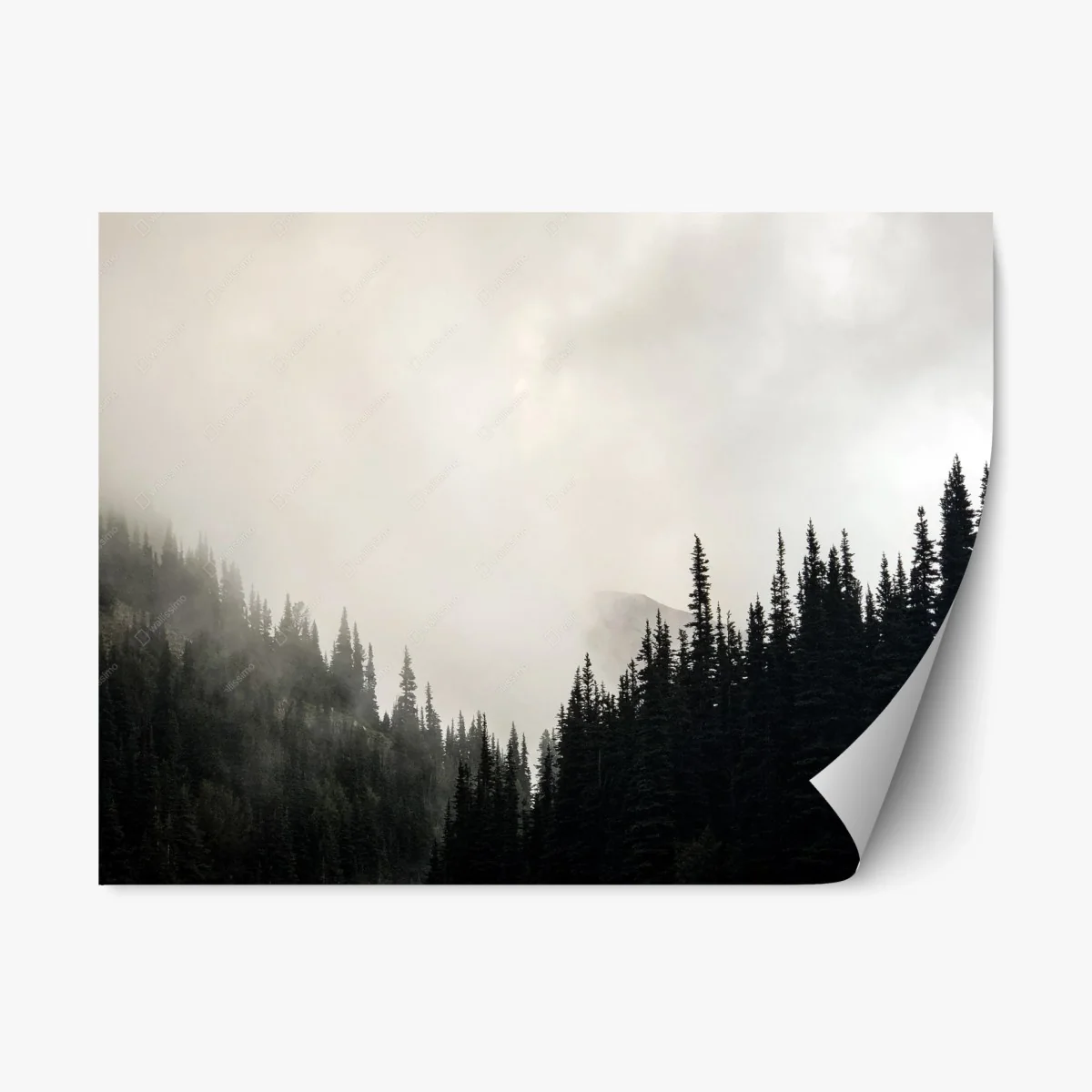 Pegatina reposicionable bosque envuelto en niebla de tonos sobrios – Pixers® Pegatina reposicionable bosque envuelto en niebla de tonos sobrios – Pixers®