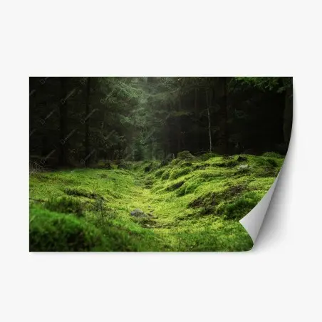 Pegatina reposicionable sendero cubierto de musgo en bosque – Pixers®