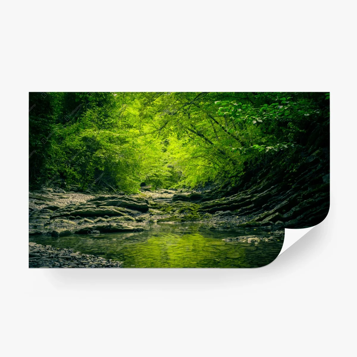 Fotomural serenidad del arroyo en bosque verde – Pixers®