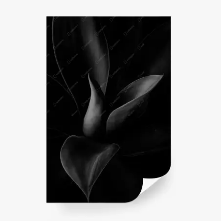 Fotomural hojas suculentas en contraste monocromo – Pixers®