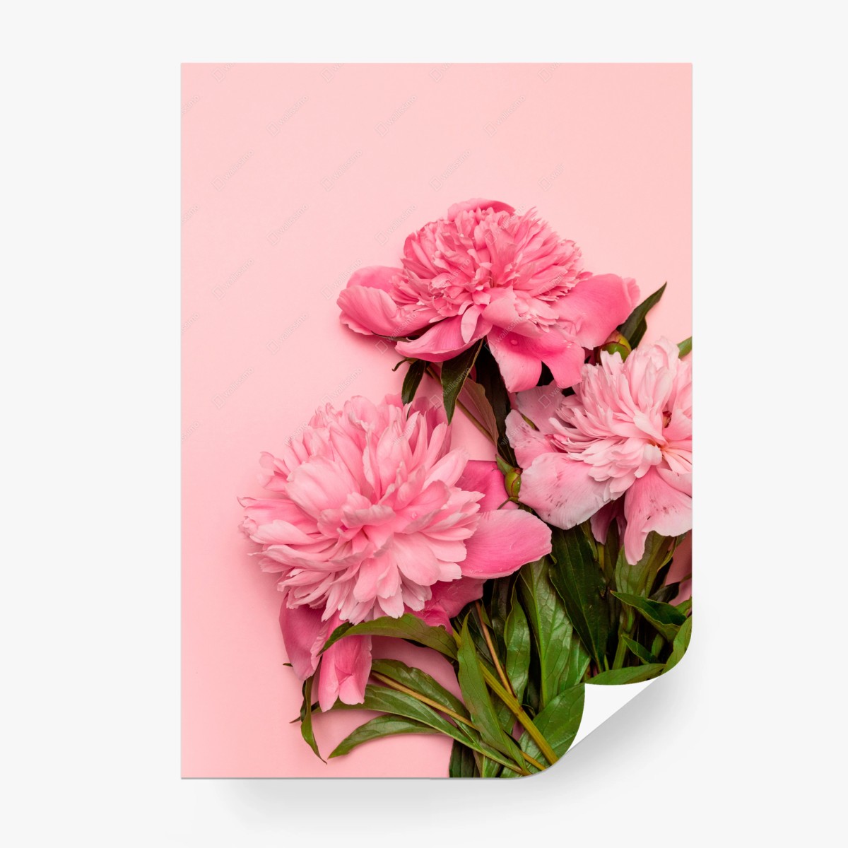 Fotomural peonías sobre fondo rosa – Pixers®