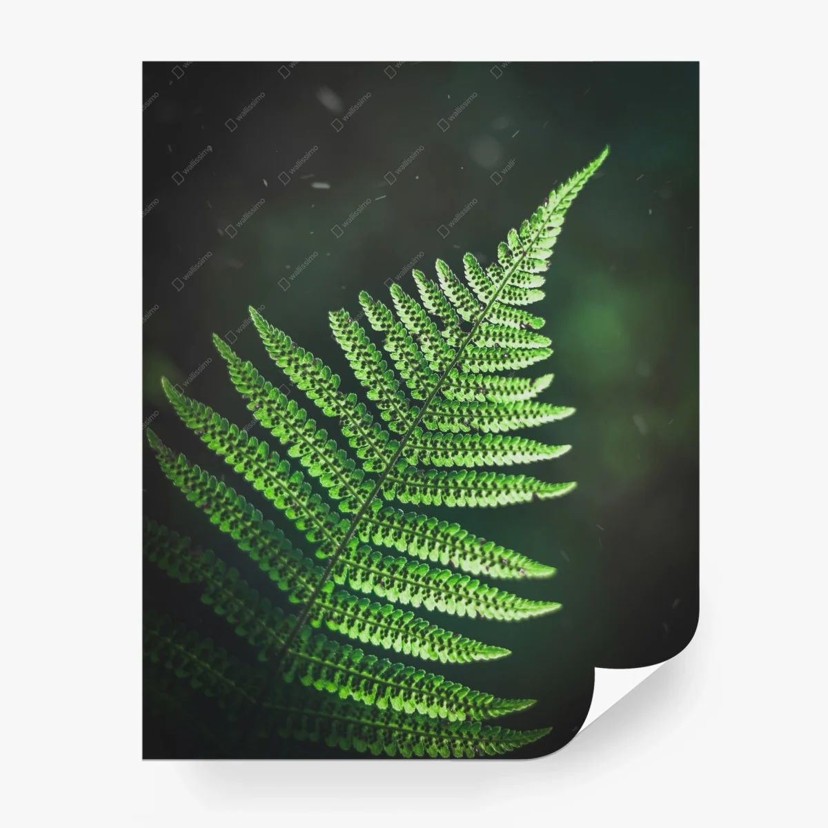 Fotomural helecho verde iluminado sobre fondo oscuro – Pixers®