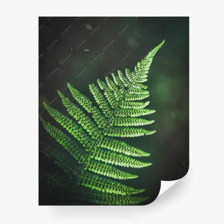 Fotomural helecho verde iluminado sobre fondo oscuro – Pixers®