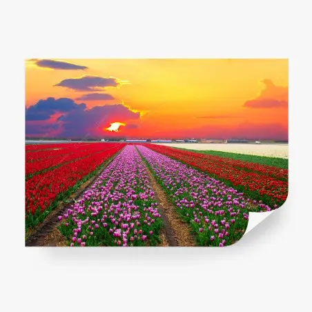 Fotomural paisaje de tulipanes al atardecer – Pixers®