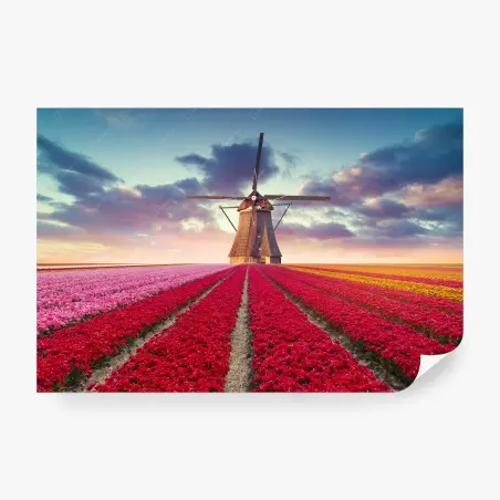 Fotomural tulipanes y molino al atardecer – Pixers®