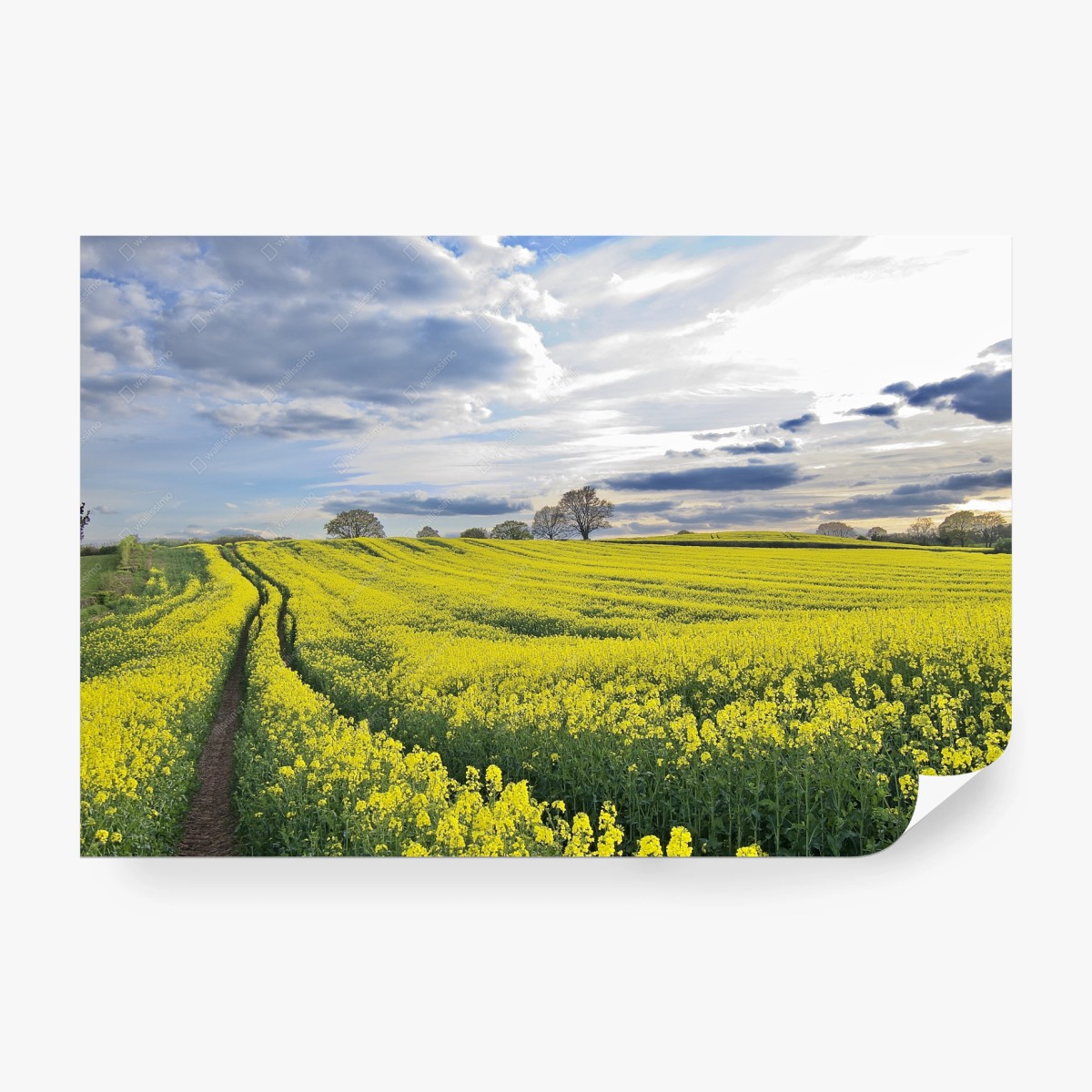 Fotomural campo de colza bajo cielo dramático – Pixers®