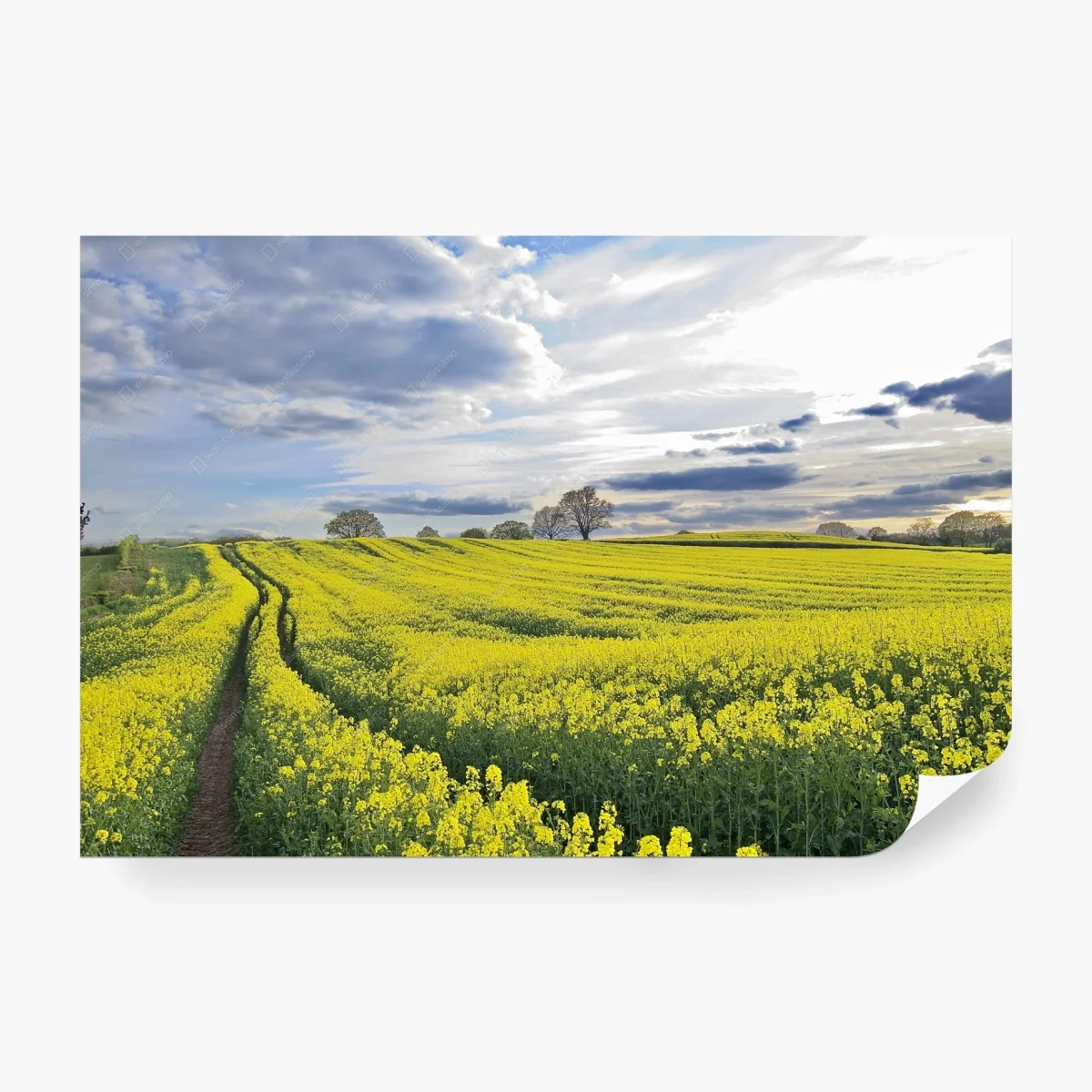 Fotomural campo de colza bajo cielo dramático – Pixers®