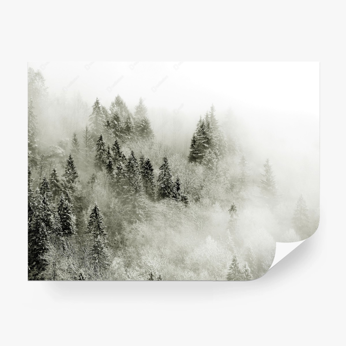 Fotomural bosque nevado en la niebla – Pixers®