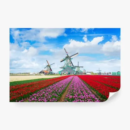 Fotomural paisaje de tulipanes y molinos de viento – Pixers®