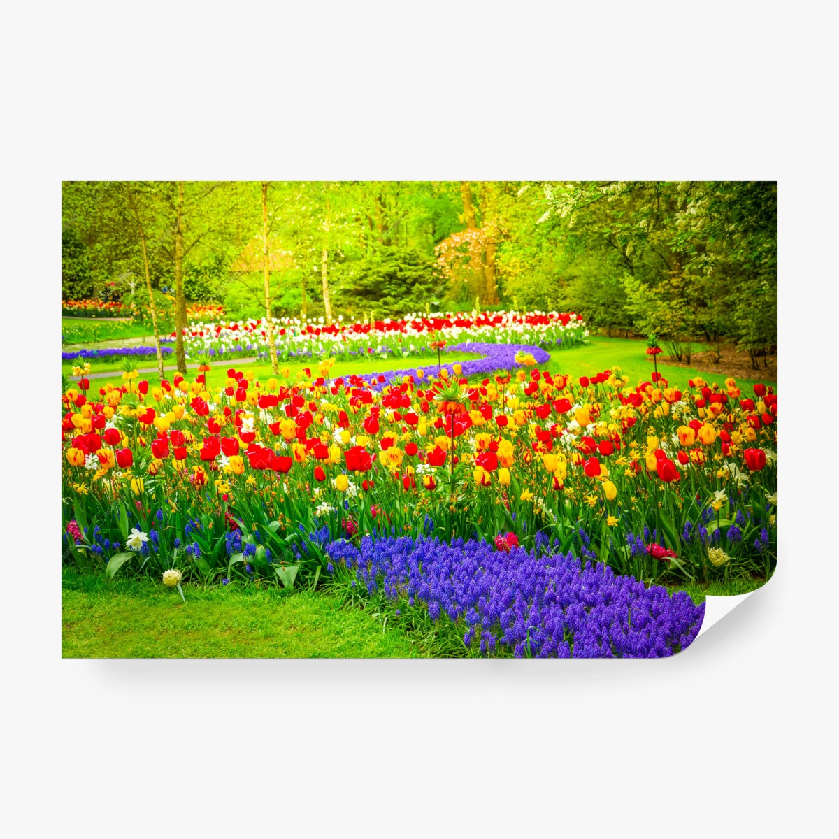 Fotomural jardín de tulipanes en primavera – Pixers®