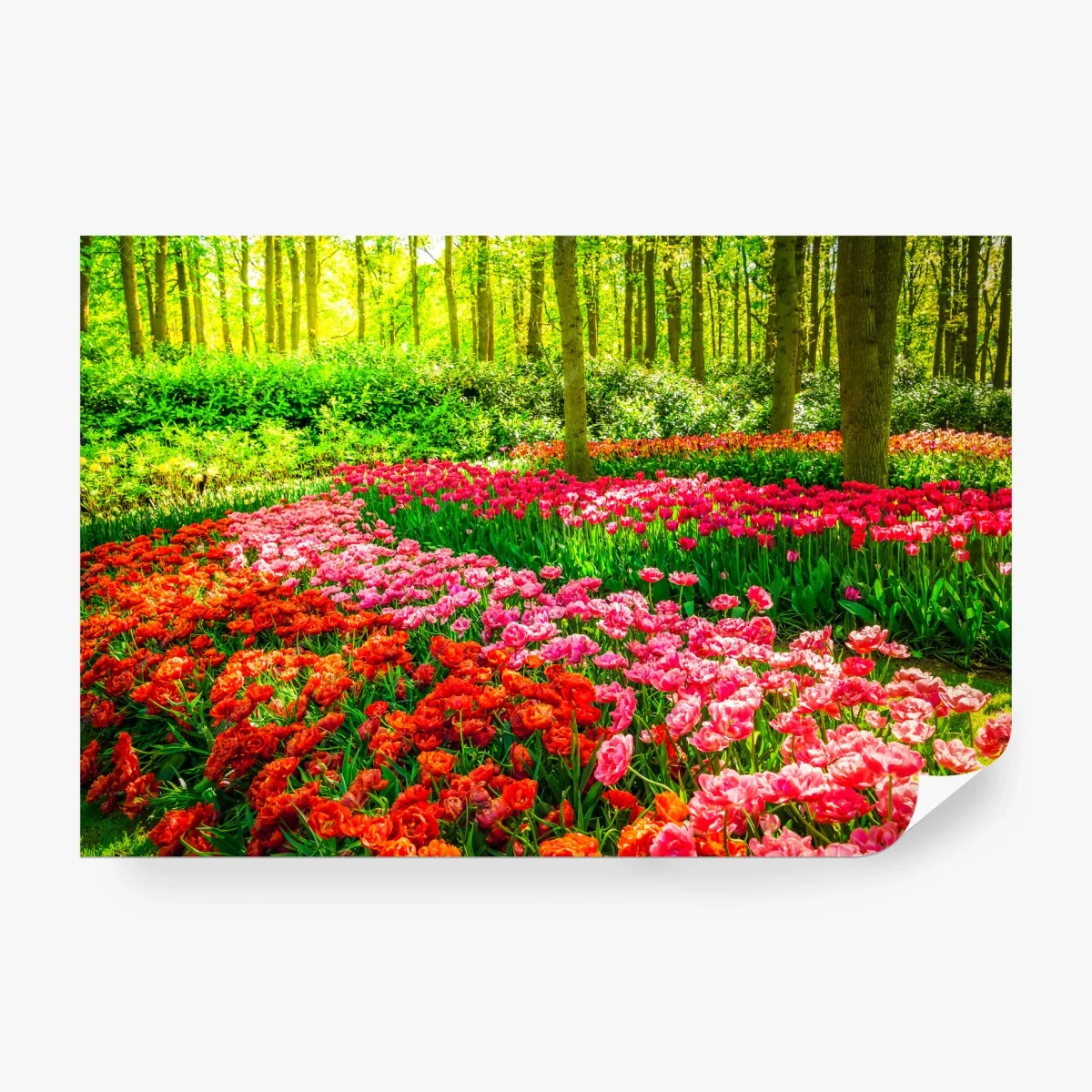 Fotomural alfombra de tulipanes en bosque primaveral – Pixers®