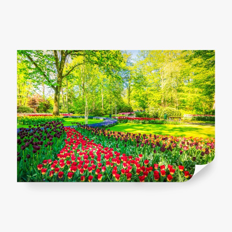 Fotomural jardín de tulipanes en primavera