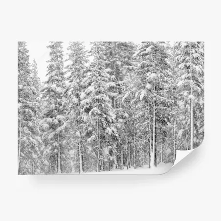 Fotomural bosque nevado en calma – Pixers®