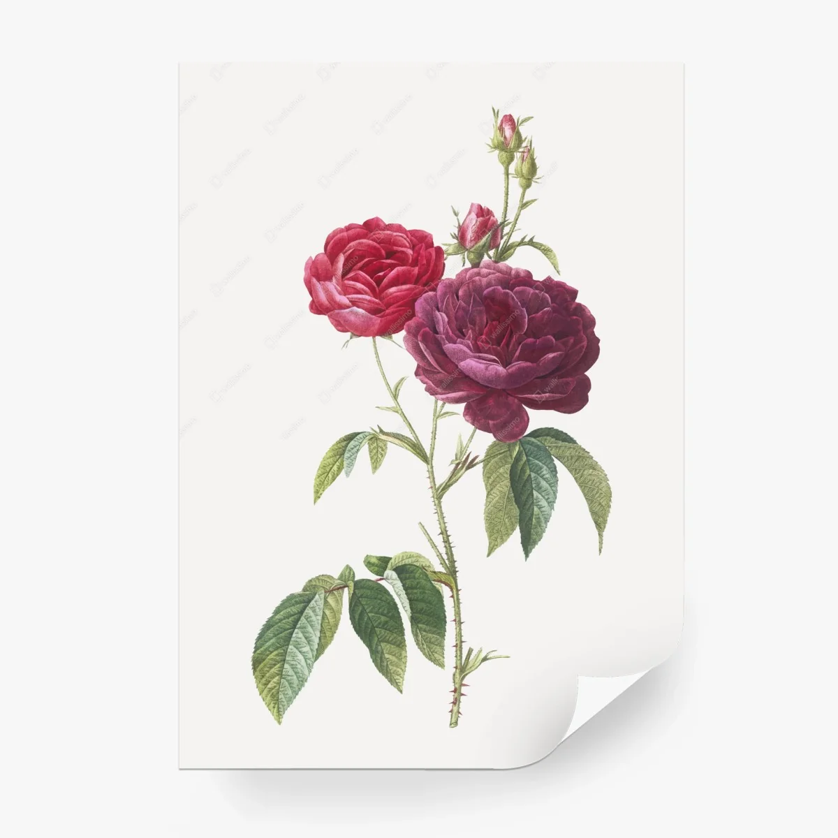 Fotomural ilustración botánica de rosa francesa púrpura – Pixers®