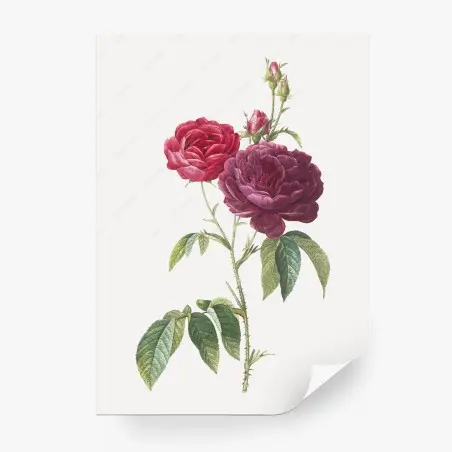 Fotomural ilustración botánica de rosa francesa púrpura – Pixers®
