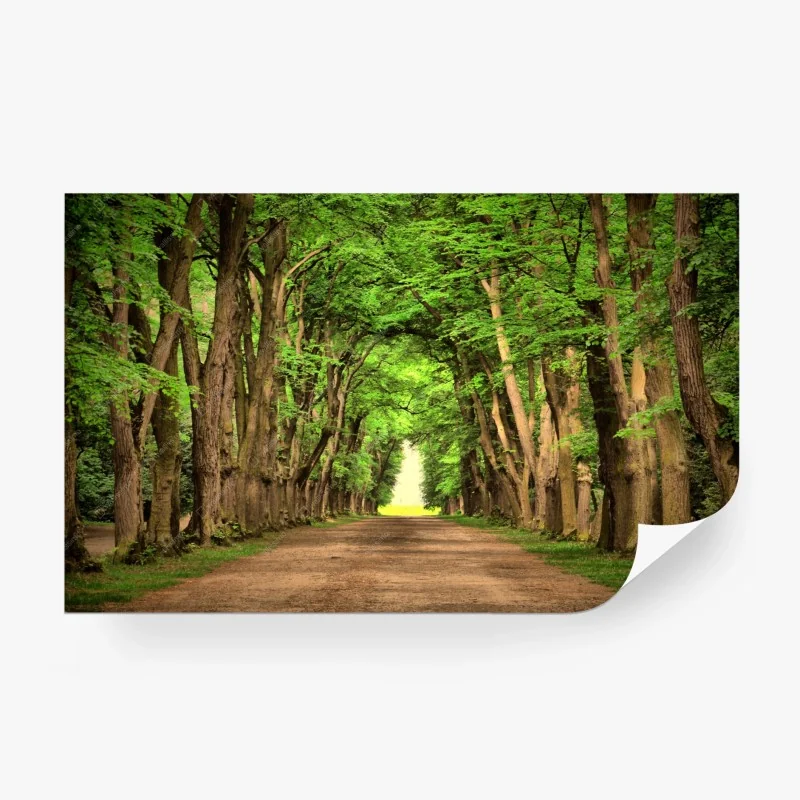 Fotomural avenida de árboles en túnel verde