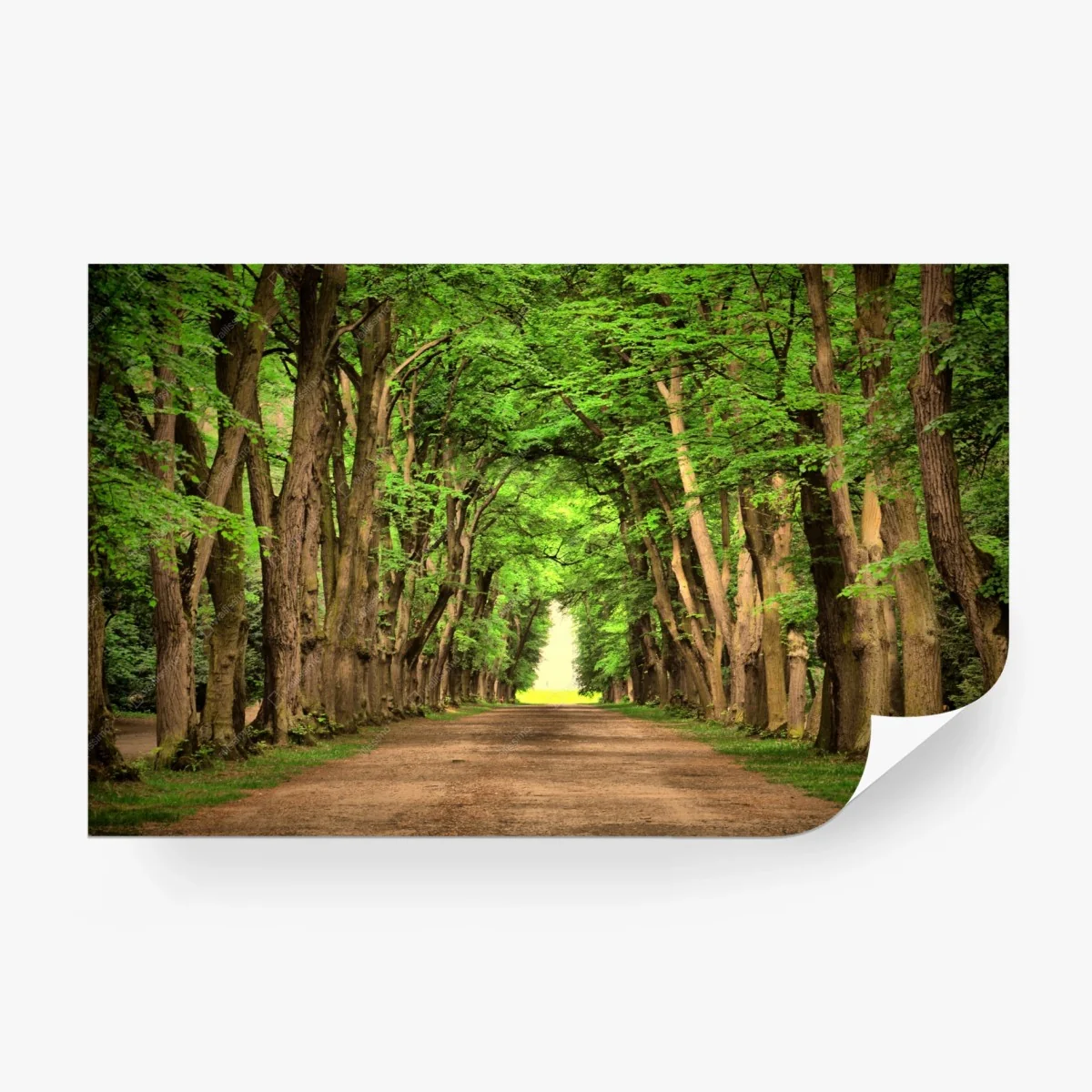 Fotomural avenida de árboles en túnel verde – Pixers® Fotomural avenida de árboles en túnel verde – Pixers®