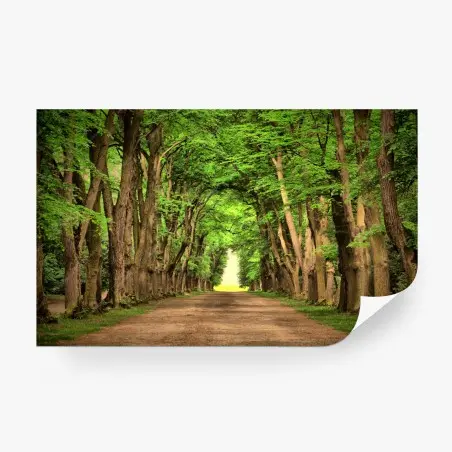 Fotomural avenida de árboles en túnel verde – Pixers®