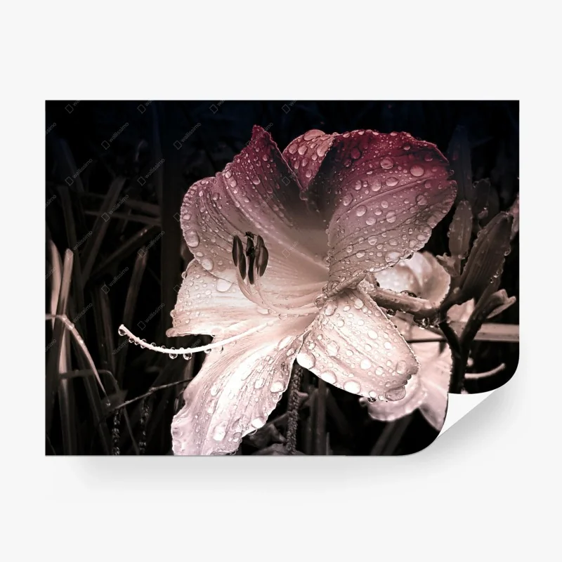 Fotomural lirio con gotas de lluvia en pétalos