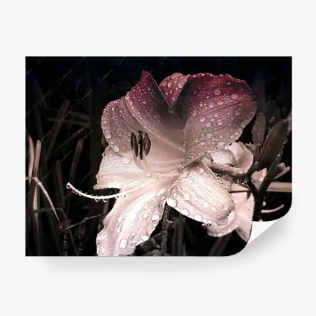 Fotomural lirio con gotas de lluvia en pétalos – Pixers®