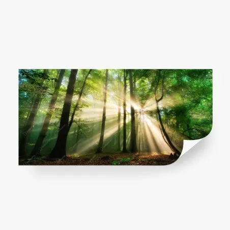 Fotomural amanecer en el bosque: rayos de luz entre árboles – Pixers®