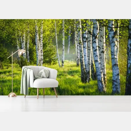 Fotomural bosque de abedules al amanecer – Pixers®