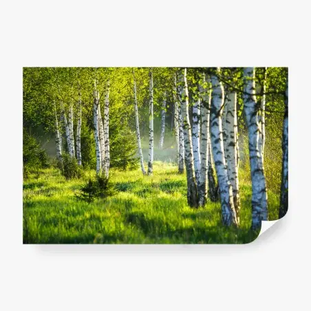 Fotomural bosque de abedules al amanecer – Pixers®