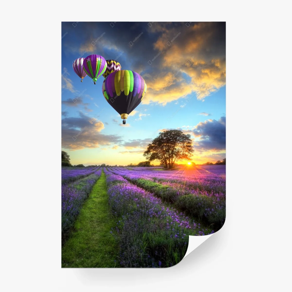 Fotomural puesta de sol sobre campos de lavanda y globos aerostáticos – Pixers®