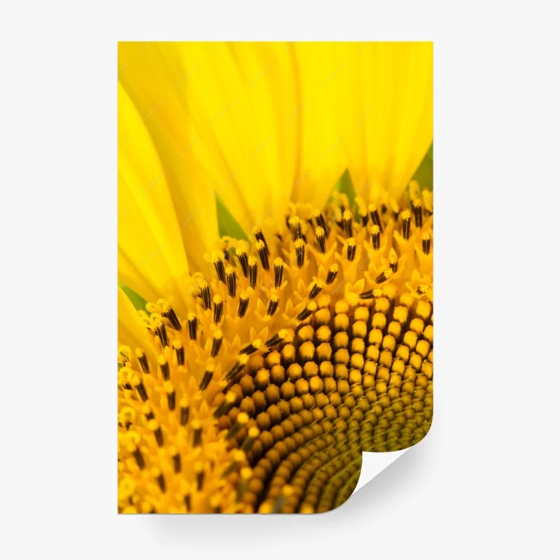 Fotomural girasol en primer plano
