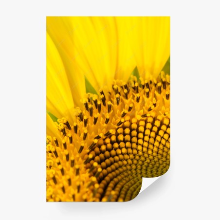 Fotomural girasol en primer plano – Pixers®
