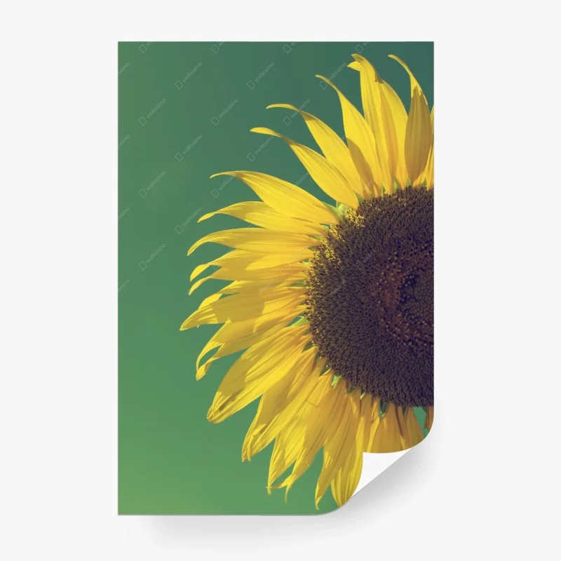 Fotomural girasol retro sobre cielo azul