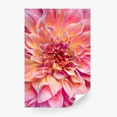Fotomural dalia rosa y melocotón en primer plano – Pixers®