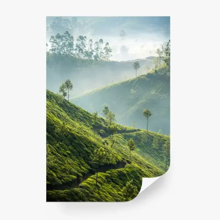 Fotomural amanecer en las plantaciones de té de Munnar – Pixers®