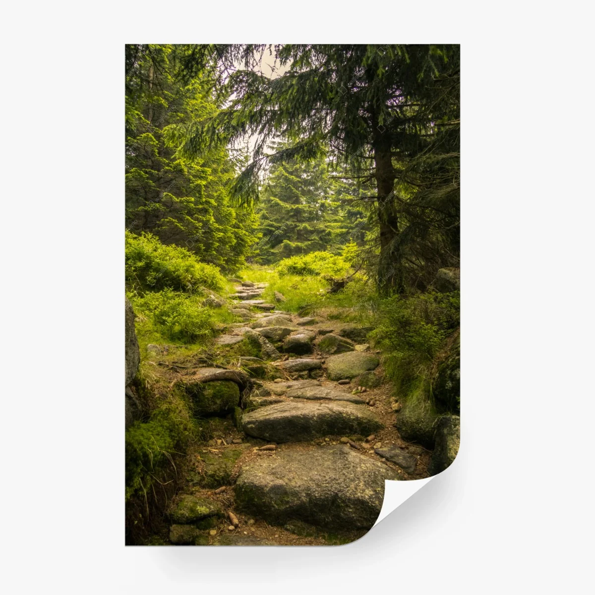 Fotomural sendero rocoso entre pinos – Pixers® Fotomural sendero rocoso entre pinos – Pixers®